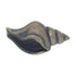 Hickory Hardware South Seas Antique Mist Oval Conch Shell 1 1/4" Cabinet Knob PA0113-AM